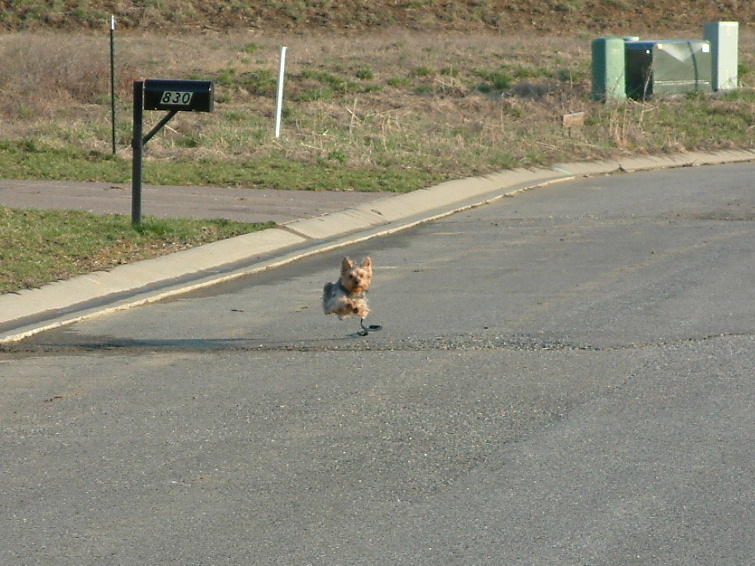 Running Dog