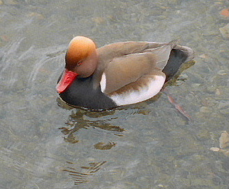 Duck, in Lake Zurich, Switzerland